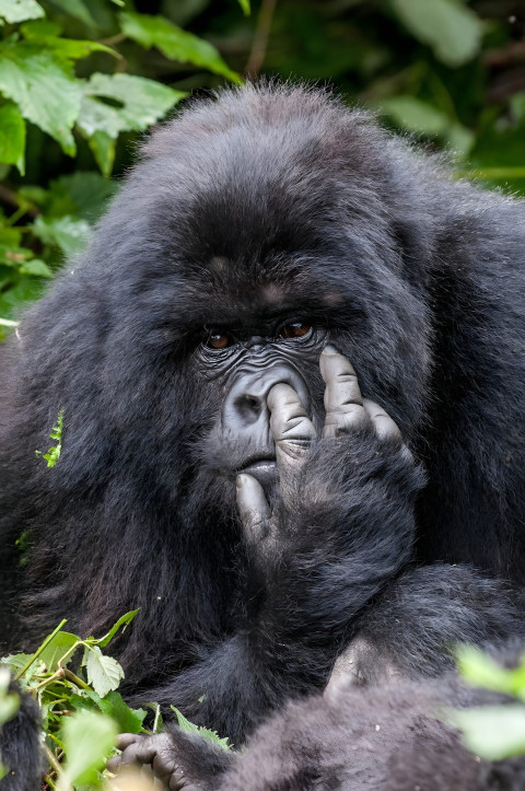 Gorilla with Intense Eyes Mobile Background