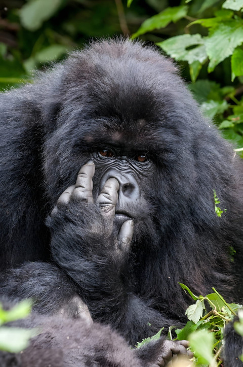 Gorilla in Rainforest Mobile Image