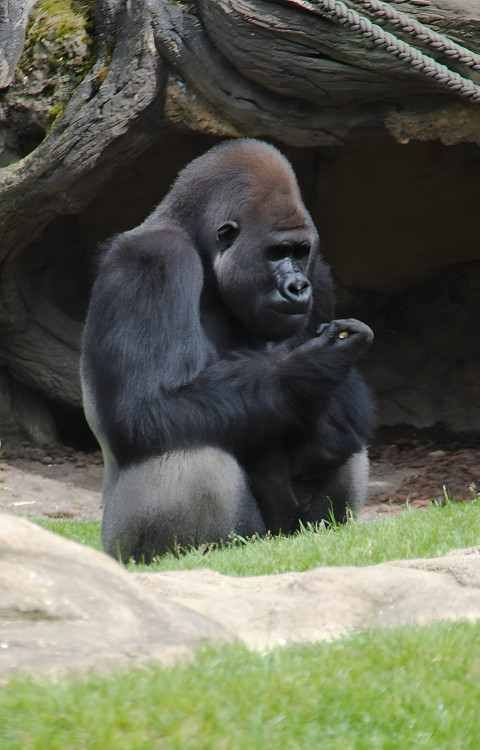 Gorilla with Calm Expression Mobile Image
