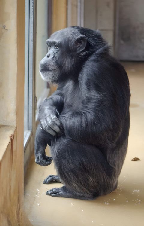 Gorilla Sitting Peacefully Mobile Photo