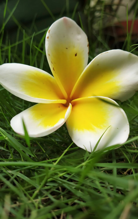 Fresh and Blooming Flower Mobile Picture