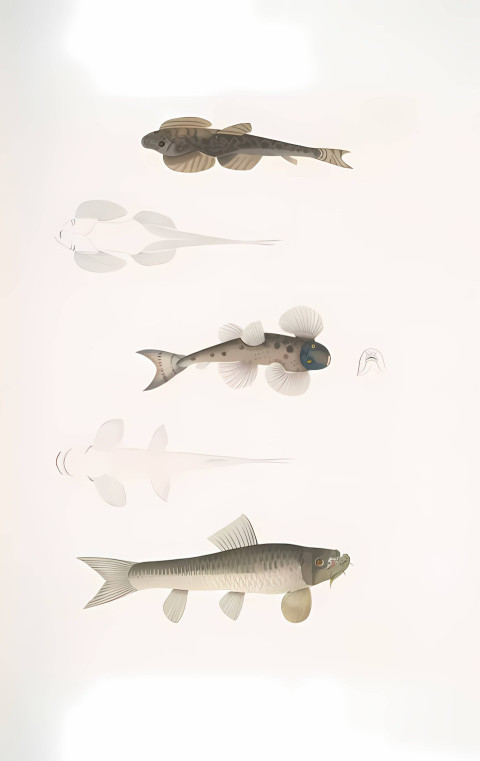 Best Quality Fish Art Pic For Device