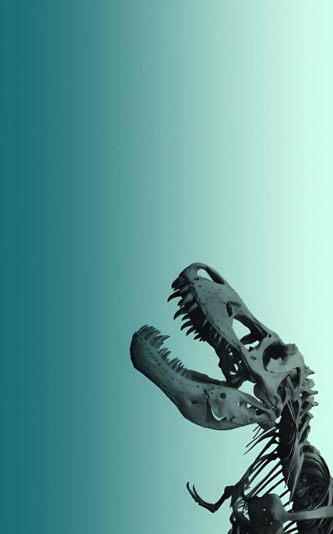 Dinosaur Skeleton Wallpaper 4K For Phone