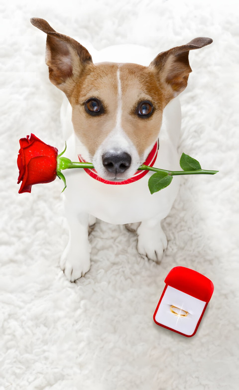 Goofy Ahh Mobile Background for a Fun Look