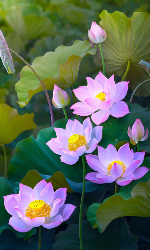 Vibrant Flower Image for Smartphone Background