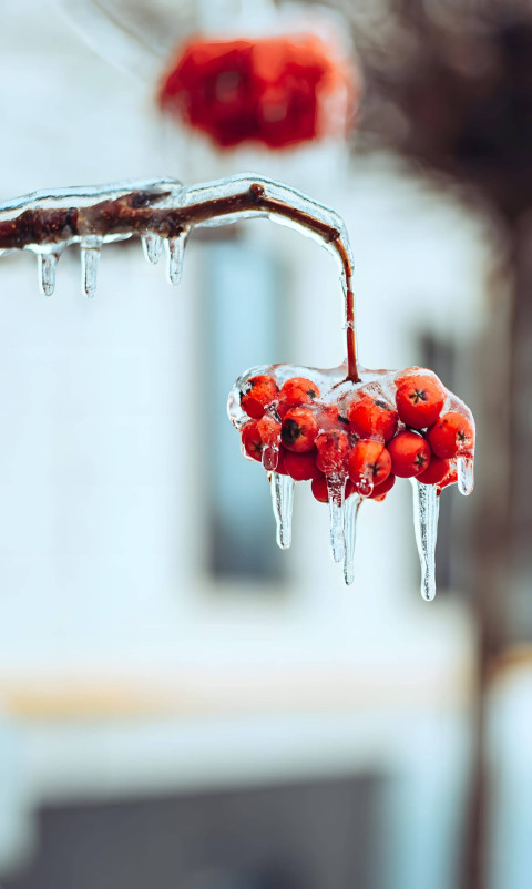 Snowflake Frost Beauty Photo