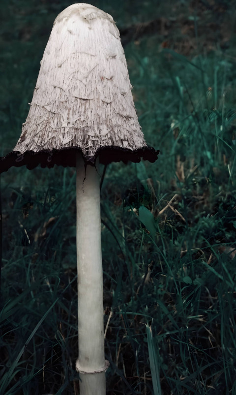 Fun Mushroom Mobile Background for a Cute Touch