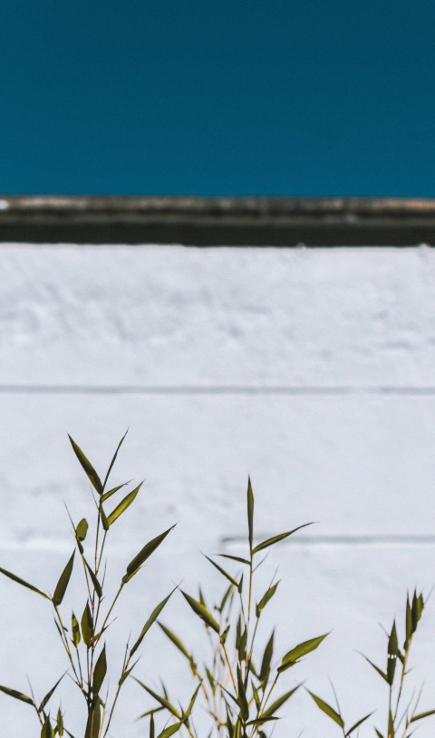 Elegant Botanical Garden Wallpaper 4K