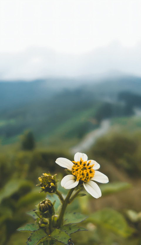 Stunning View Scene Mobile 4K Image