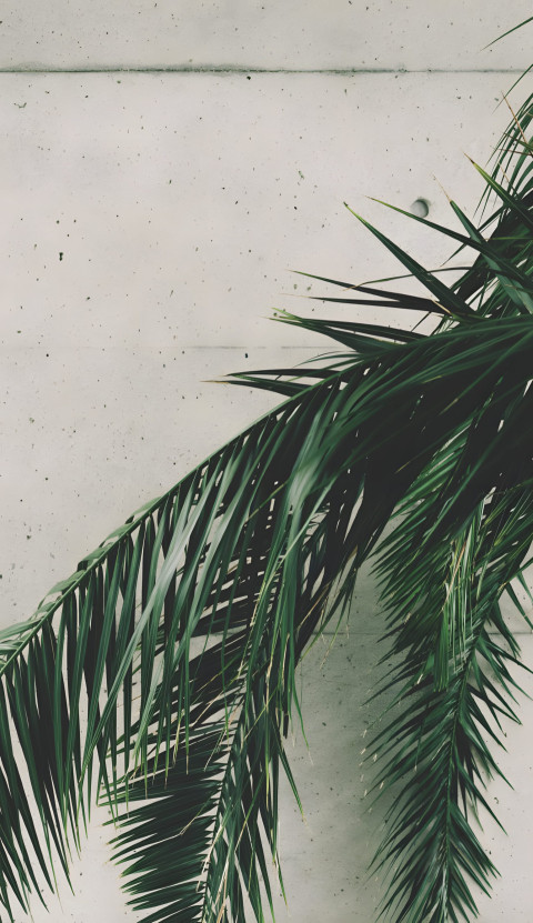 Exotic Nature Palm Tree Mobile Photo