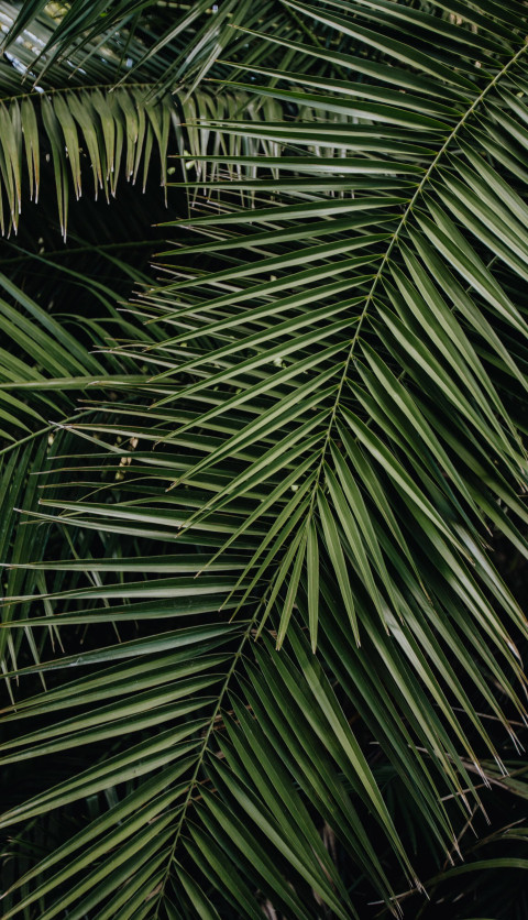 Scenic Botanical Garden Mobile Image for Phones