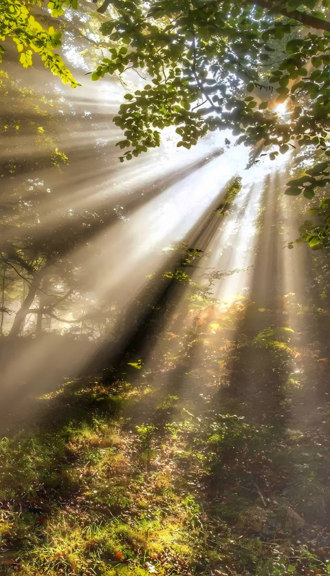 Sunrise Through Forest Trees Wallpaper