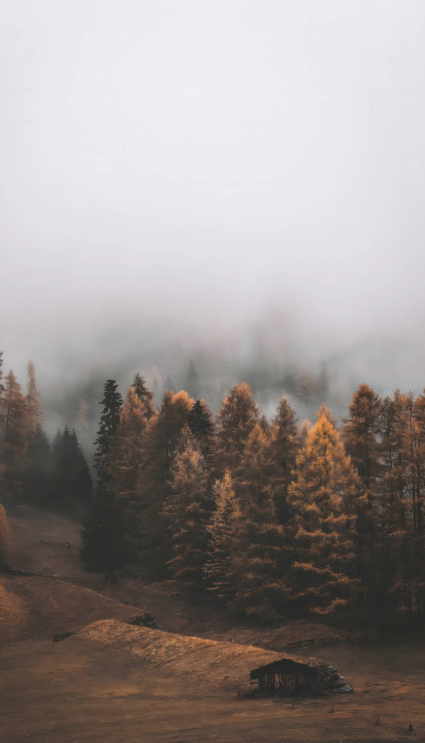 Minimalist Fall Aesthetic for Phone