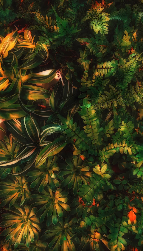 High Resolution Colorful Mobile Wallpaper for Phone