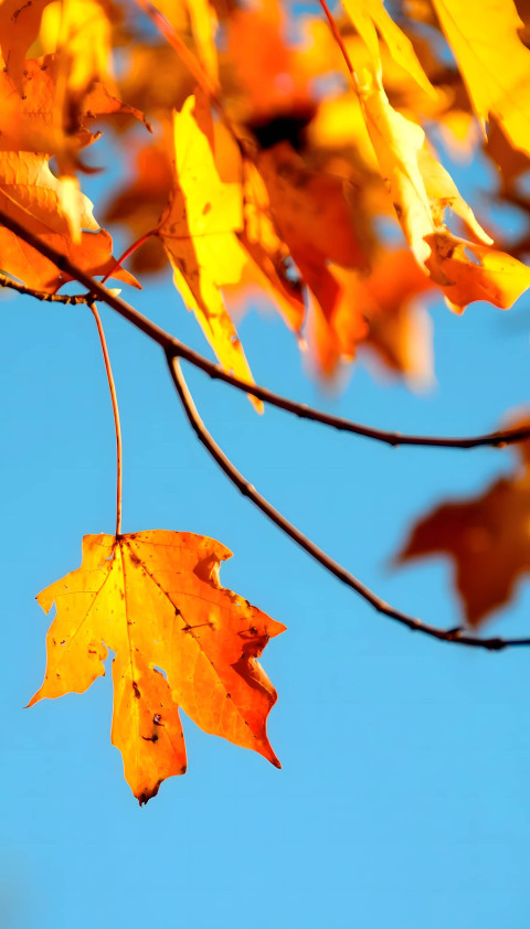 Aesthetic Fall Sky Phone Background