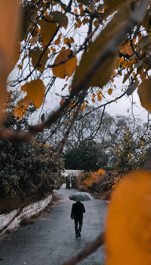 Autumn Road Mobile Background