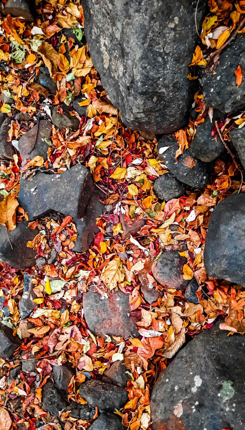 Autumn Leaves Aesthetic for Mobile