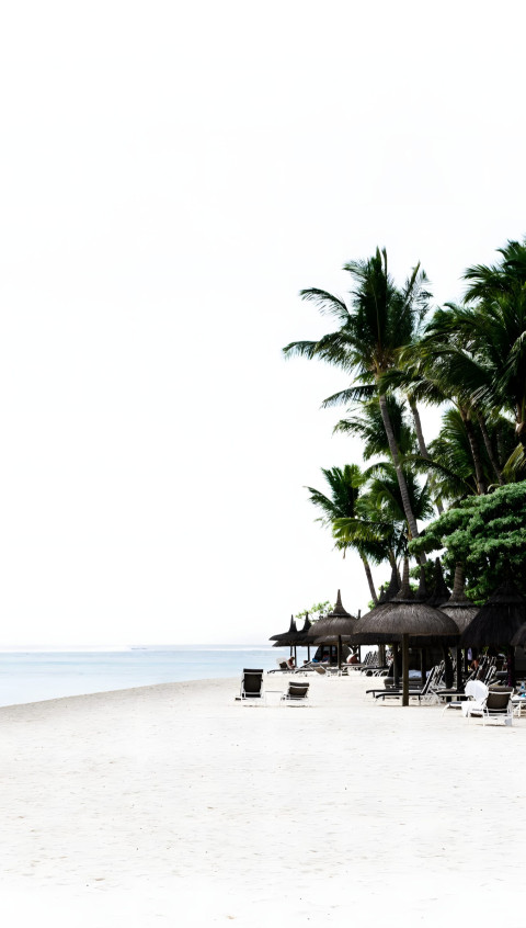 Beautiful Palm Tree Mobile Image