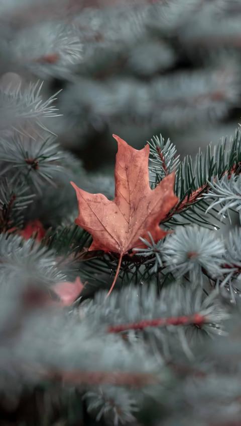 Autumn Fields Mobile Aesthetic Wallpaper