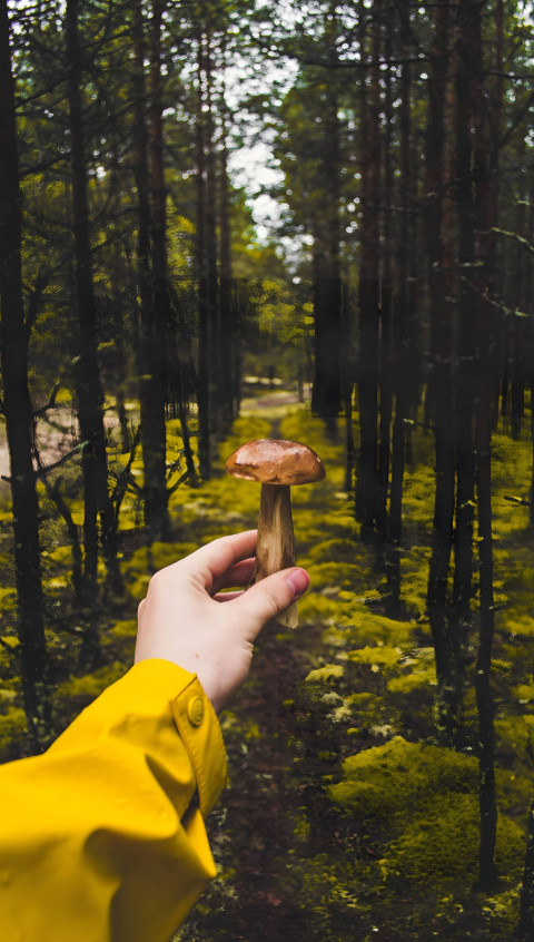 Mushroom Themed Wallpaper Cute and Nature Inspired