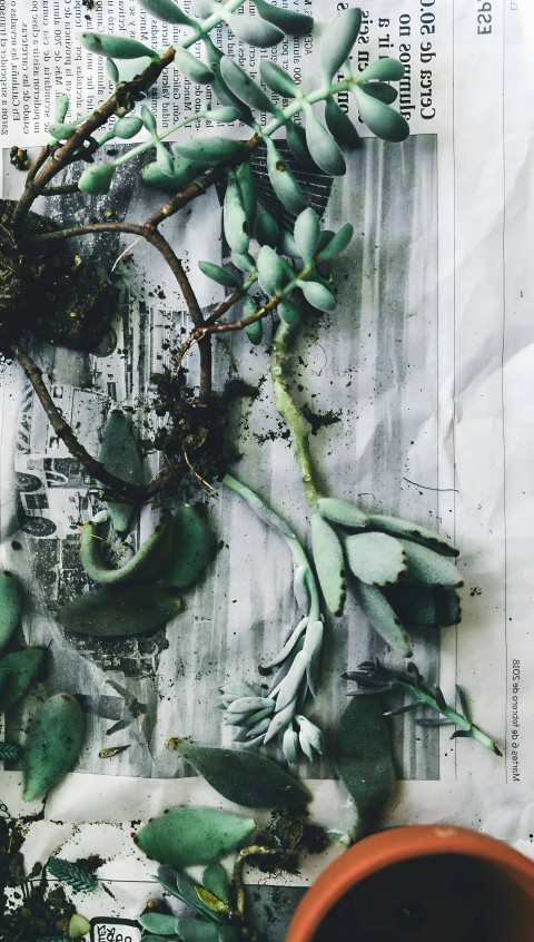 Refreshing Botanical Garden Mobile Picture