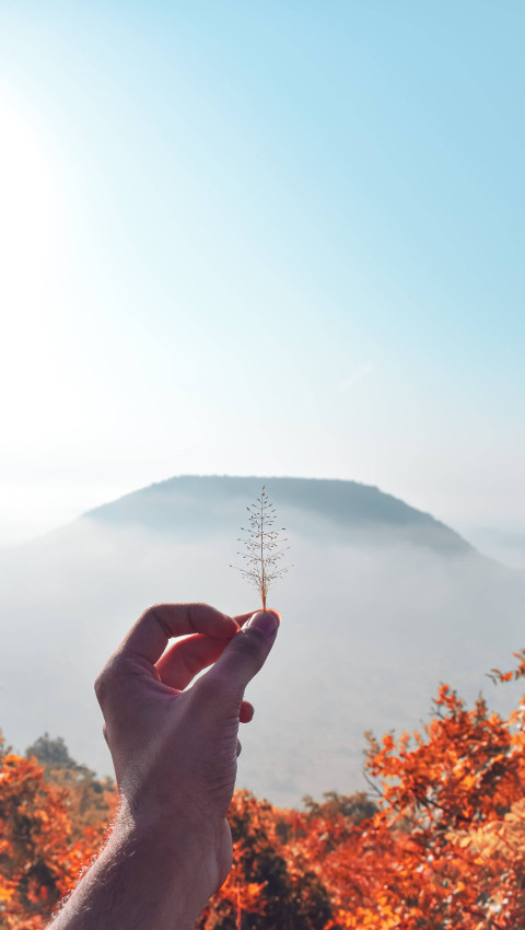 Nature Inspired Fall Aesthetic Wallpaper