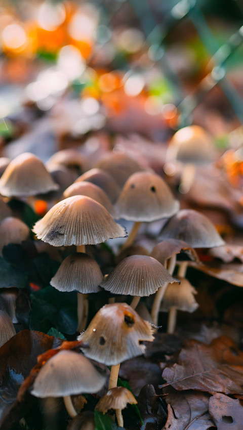 Whimsical Mushroom Phone Image for Your Wallpaper 4K