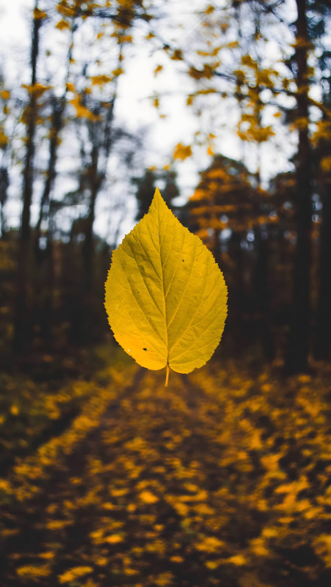 Moody Fall Aesthetic Phone Background