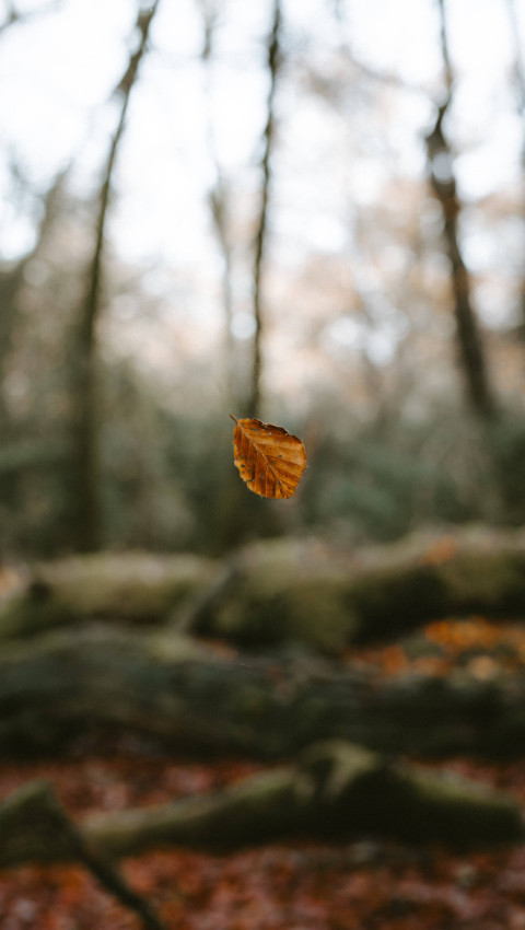 Scenic Fall Mobile Image Collection