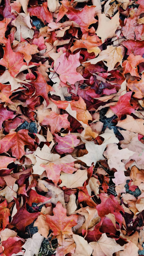 Breezy Fall Leaves for Mobile Screen