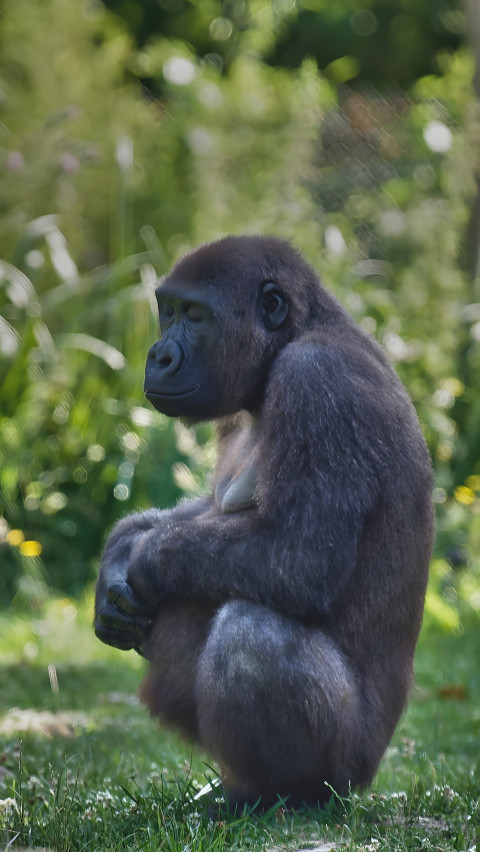 Gorilla in Deep Forest Mobile Image