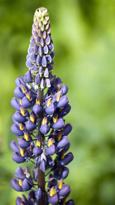 Vibrant Blooms Botanical Garden Mobile Picture 4K