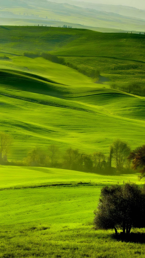Vivid Green Grass Wallpaper for Smartphone
