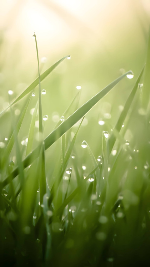 Ultra HD Grass Background for Your Phone