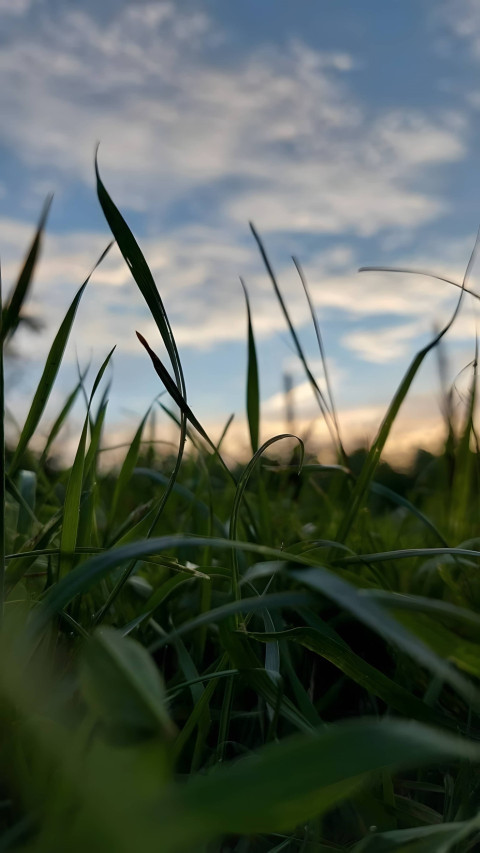 Tranquil Dawn Over Grass Field Wallpaper