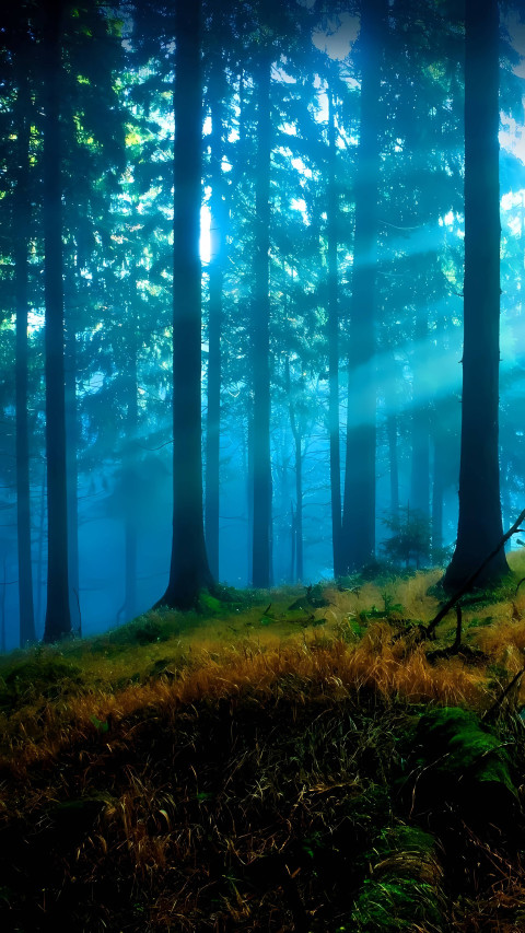 Peaceful Forest Mobile Wallpaper 4K