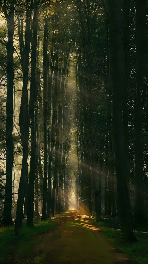 Deep Jungle Forest Mobile 4K Wallpaper