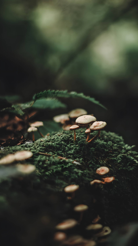 Playful Mushroom Phone Wallpaper for Every Mood 4K