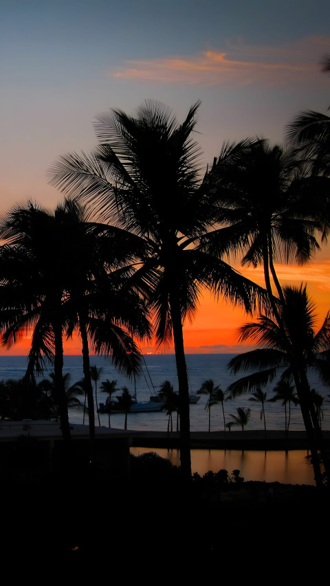 Serene Palm Tree Mobile Wallpaper 4K