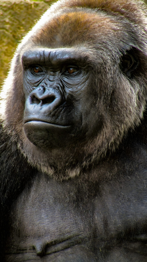 Gorilla with Serene Look Mobile Image