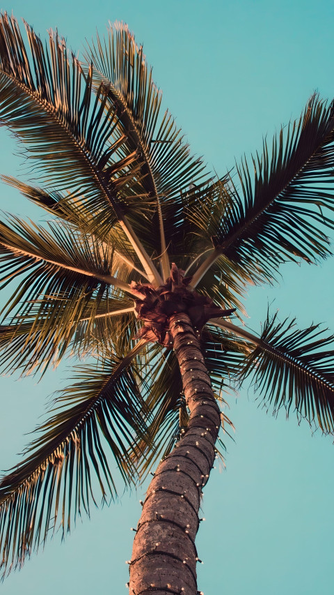 Ocean View Palm Tree Mobile Wallpaper