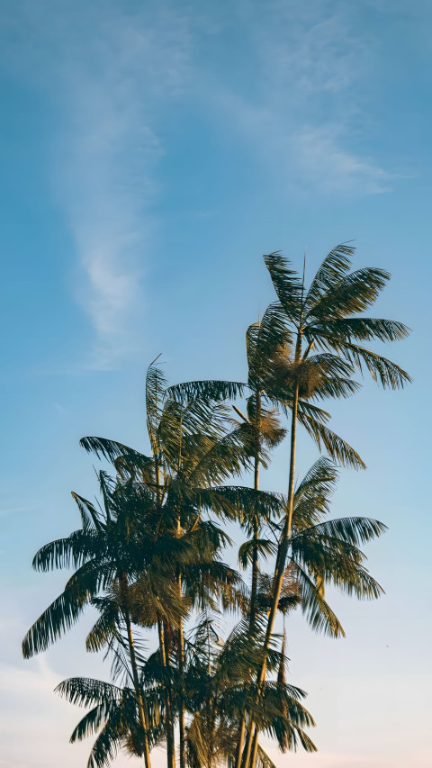 HD Palm Tree Mobile Background