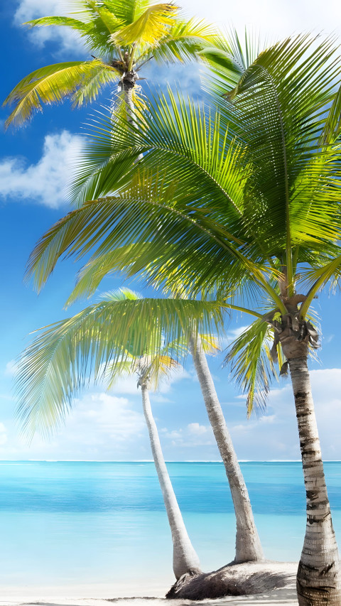 Crystal Clear Palm Tree Mobile Photo