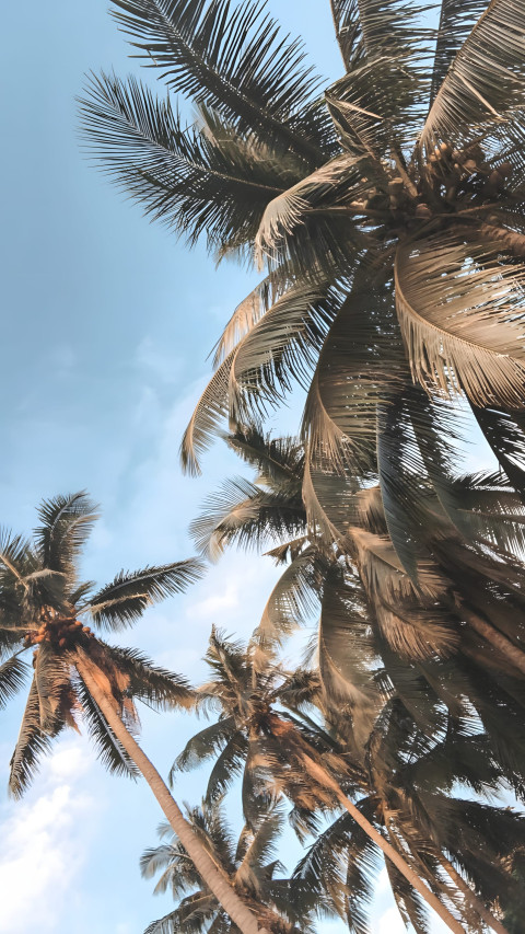 Stunning Palm Tree Mobile Wallpaper HD