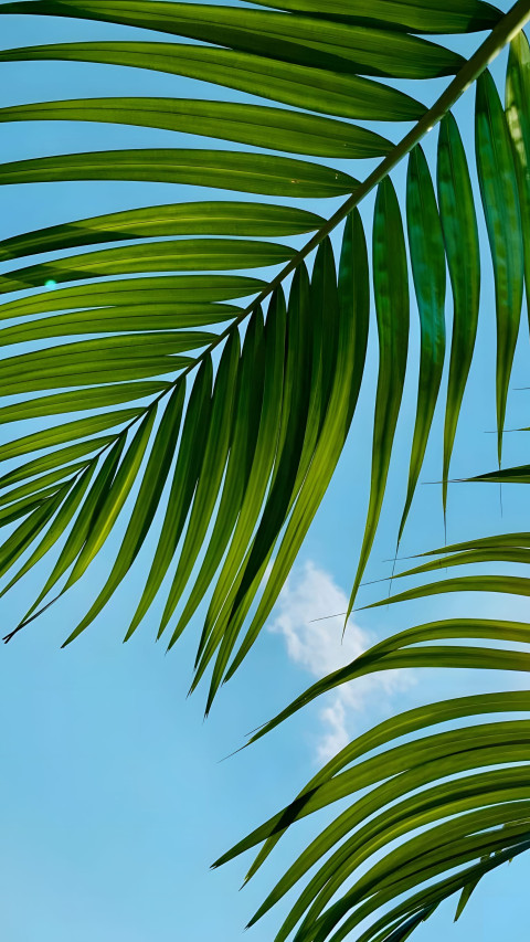 Amazing Palm Tree Mobile Image 4K