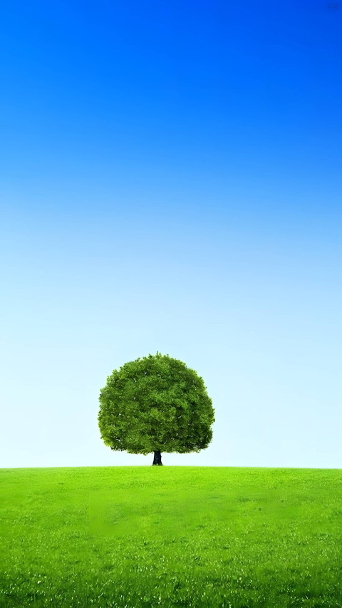 Green Grass Texture Background for Mobile