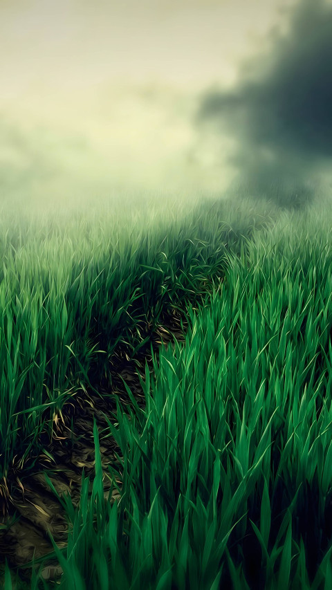 HD Grass Background for Your Phone