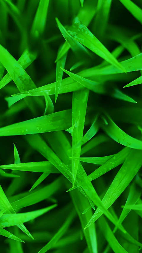 Close Up Grass Texture Mobile Background