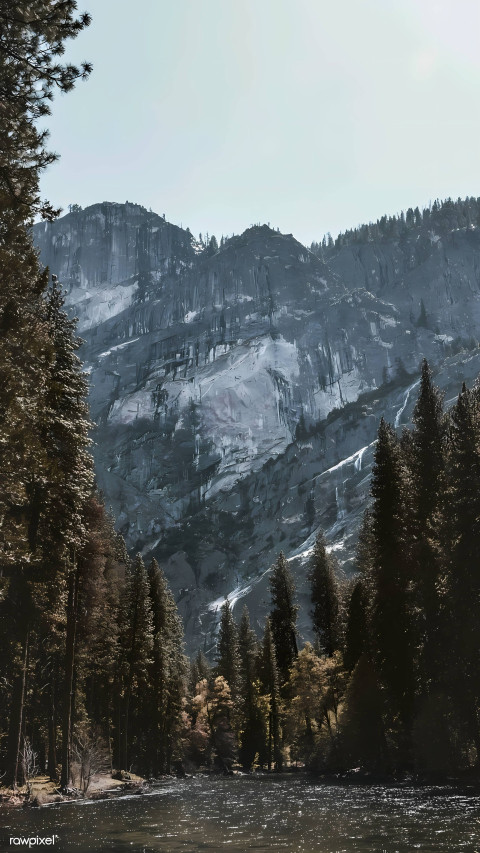 Snowy Pine Trees in the Forest Wallpaper