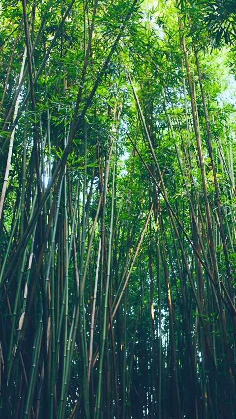Dark Green Bamboo Mobile Image